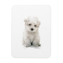 Cute Bichon Frise Premium Magnet