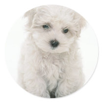 Cute Bichon Frise Stickers
