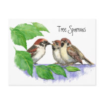 Cute Bird, Sparrow Family Postcards