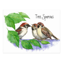 Cute Bird, Sparrow Family Postcards