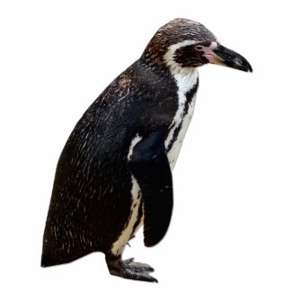 Cute Black and White Humboldt Penguin Sculpture