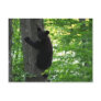 Cute Black Bear Cub Climbing On The Tree In Forest Postcards
