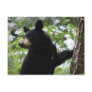 Cute Black Bear Cub Climbing On The Tree In Forest Postcards