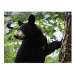 Cute Black Bear Cub Climbing On The Tree In Forest Postcards