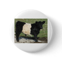 Cute Black Belted Galloway Calf Pins