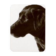 Cute Black Lab Magnets