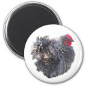 Cute Blue Frizzle Cochin Banty Rooster magnet