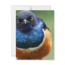 Cute Bluebird Invitations