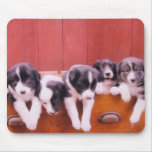 Cute Border Collie Puppies Mousepad
