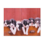 Cute Border Collie Puppies Postcard