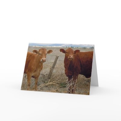 Red Bovine
