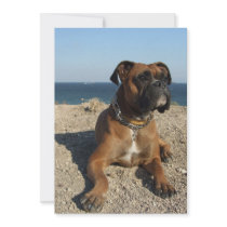 Cute Boxer Dog Invitation