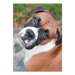 Cute boxer dog personalized announcement