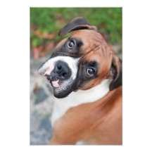 Cute boxer dog photo