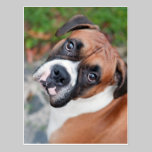 Cute boxer dog postcards