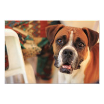 Cute Boxer Photo Print