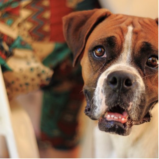 Boxer Dog Haircut | boxer dog haircut boxer dog haircut cute boxer photo cut out Boxer Dog Haircut | boxer dog haircut boxer dog haircut cute boxer photo cut out