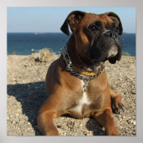 Cute Boxer Puppy Dog Print