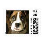 Cute Boxer Puppy Small Stamp