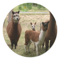 Cute Brown Alpacas In The Zoo Round Stickers