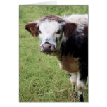 Cute Brown and White Calf (Young Cow) - Blank Card