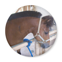 Cute brown pony magnets
