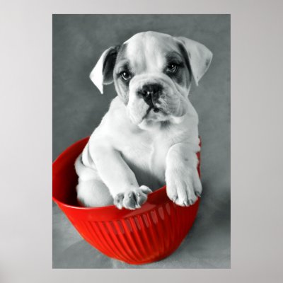 Cute Bulldog Puppy Print