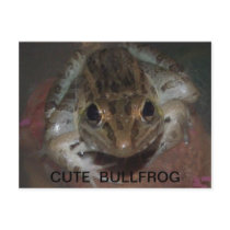 CUTE BULLFROG POST CARD