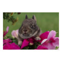 Cute Bunny Poster posters by strosin200 Cute Bunny Poster posters