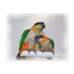 Cute Caique Parrot Pair Bird Postcard