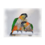 Cute Caique Parrot Pair Bird Postcard