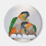 Cute Caique Parrot Pair Watercolor Magnet