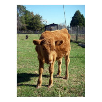 Cute Calf Poster posters by greatphotos Cute Calf Poster posters
