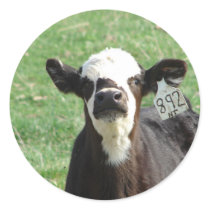 Cute Calf Round Sticker
