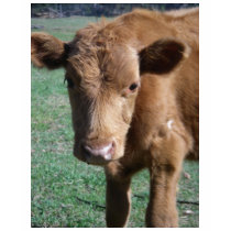 Cute Calf T-Shirt by greatphotos Cute Calf T-Shirt