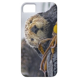 Cute California Sea Otter Enhydra lutris iPhone 5 Case