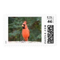 Cute Cardinal stamps