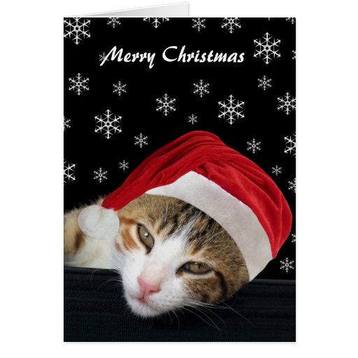 Cute Cat Christmas Cards | Zazzle