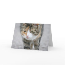 Cute Cat Greeting Card by flowercarole Cute Cat Greeting Card