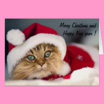 Cute cat cards
