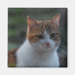 Cute Cat Magnets