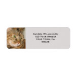 Cute cat return address label