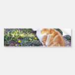 Cute Cat Sitting On The Path On The Garden Bumper Sticker