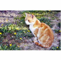 Cute Cat Sitting On The Path On The Garden photo sculptures