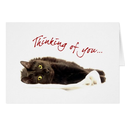 Cute Cat Thinking Of You card Zazzle