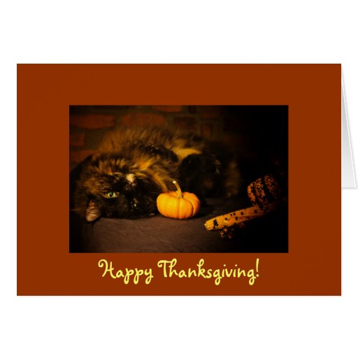 Cat happy thanksgiving pictures