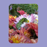 Cute Caterpillar on Bed of Mums Magnet premium magnets