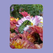 Cute Caterpillar on Bed of Mums Magnet magnets