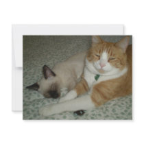 Cute Cats Custom Invitations