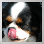 Cute Cavalier King Charles Spaniel Poster